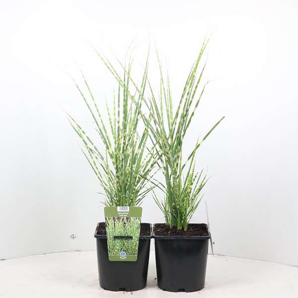 Picture of MISCANTHUS SINENSIS GOLD BAR
