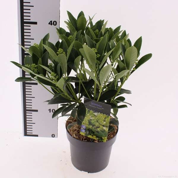 Picture of Skimmia japonica finchy
