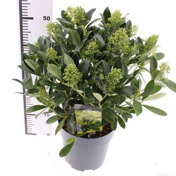 Picture of Skimmia japonica finchy 25+