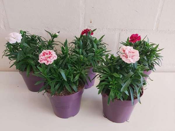 Picture of Dianthus caryophyllus oscar mix