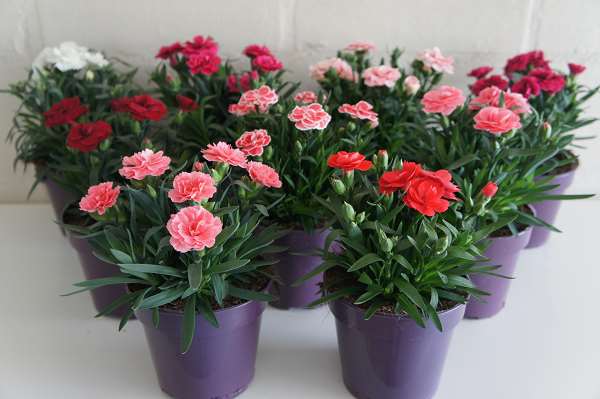 Picture of Dianthus caryophyllus oscar mix