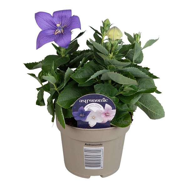 Picture of PLATYCODON GRANDIFLORUS BLUE
