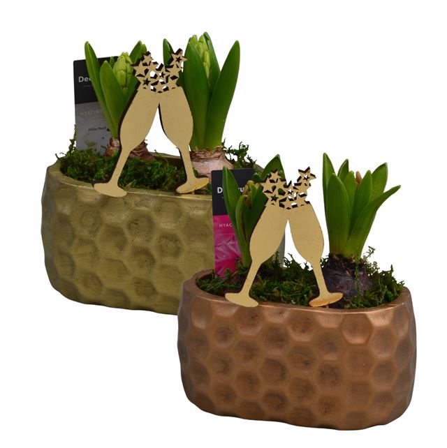 Picture of HYACINTHUS 02BULBS RAVA CERAMIC