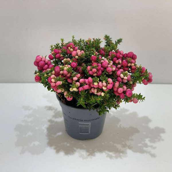 Picture of GAULTHERIA MUCRONATA (PERNETTIA) RED