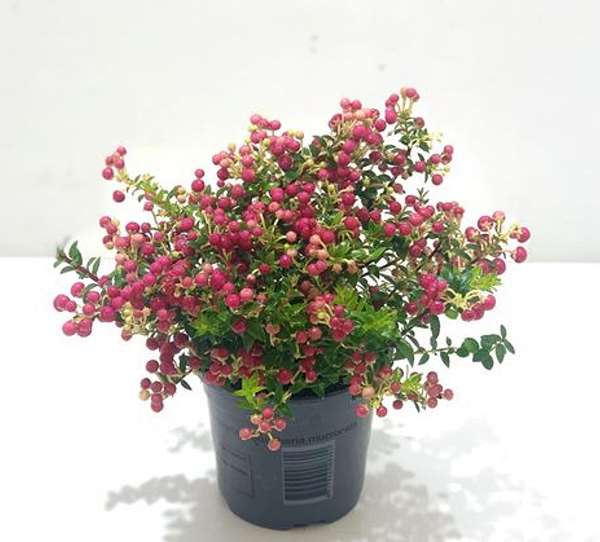 Picture of GAULTHERIA MUCRONATA (PERNETTIA) RED