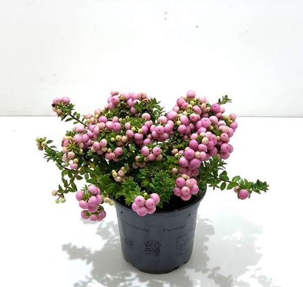 Picture of GAULTHERIA MUCRONATA (PERNETTIA) PINK