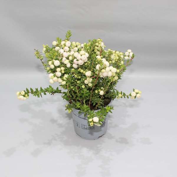 Picture of GAULTHERIA MUCRONATA (PERNETTIA) WHITE