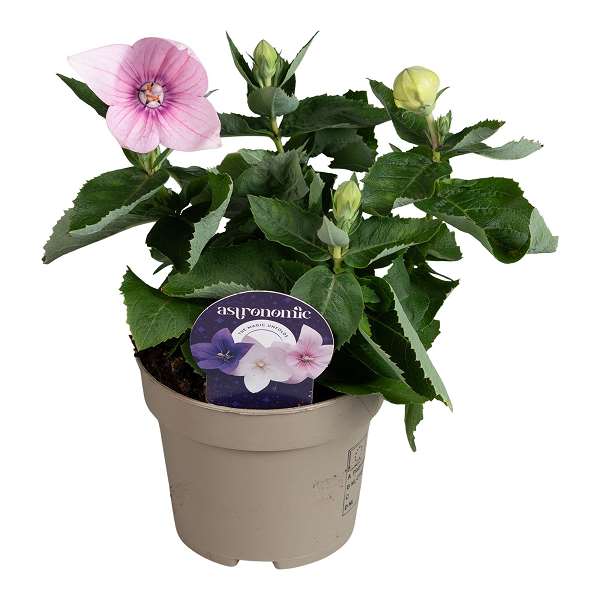 Picture of PLATYCODON GRANDIFLORUS PINK