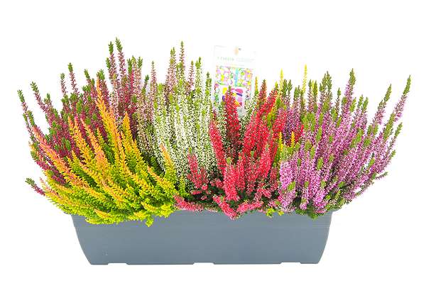 Picture of Calluna beauty ladies mosaica windowbox