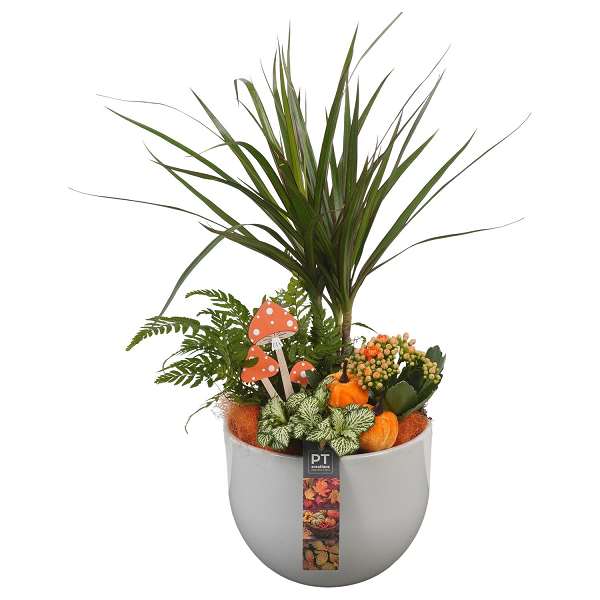 Picture of AUTUMN ARRANGEMENT INDOOR 04PP IN CERAMIC