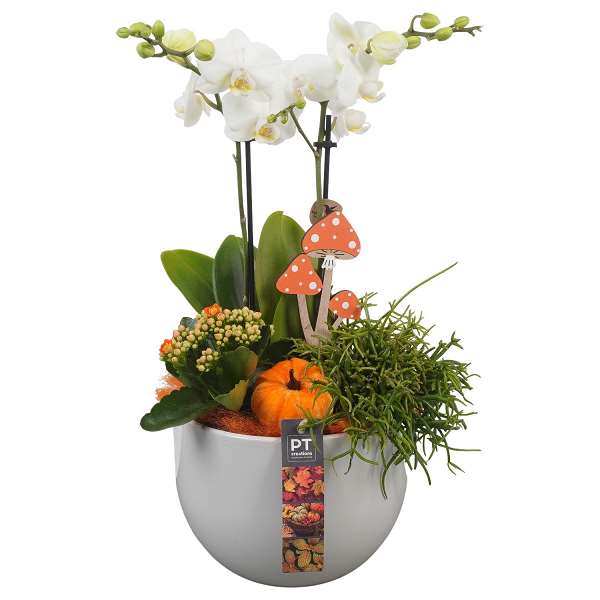 Picture of AUTUMN ARRANGEMENT INDOOR 03PP IN CERAMIC