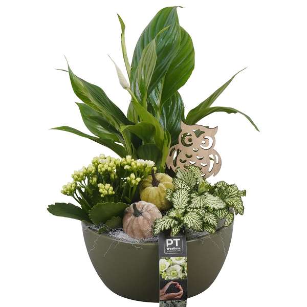 Picture of AUTUMN ARRANGEMENT INDOOR 03PP IN CERAMIC