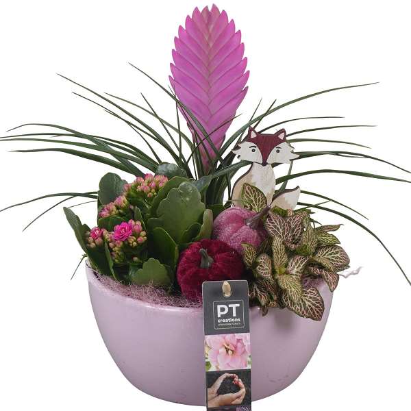 Picture of AUTUMN ARRANGEMENT INDOOR 03PP IN CERAMIC