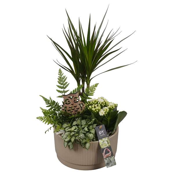 Picture of AUTUMN ARRANGEMENT INDOOR 04PP IN CERAMIC