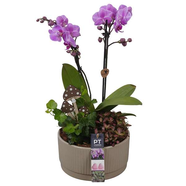 Picture of AUTUMN ARRANGEMENT INDOOR 03PP IN CERAMIC