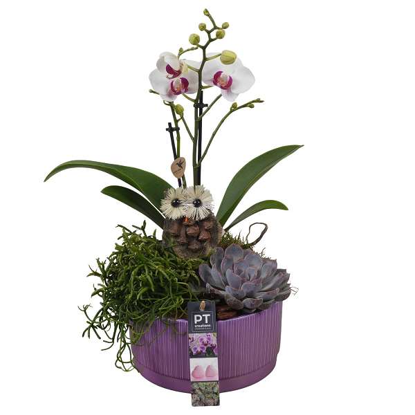 Picture of AUTUMN ARRANGEMENT INDOOR 03PP IN CERAMIC