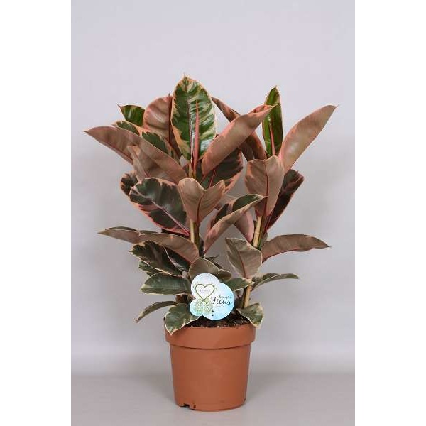 Picture of FICUS ELASTICA BELIZE 03PP