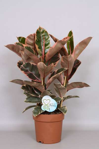 Picture of Ficus elastica belize 03pp