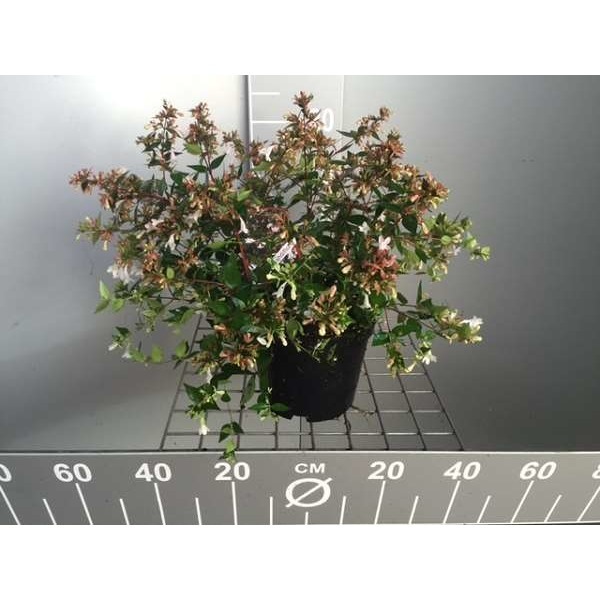 Picture of Abelia x grandiflora