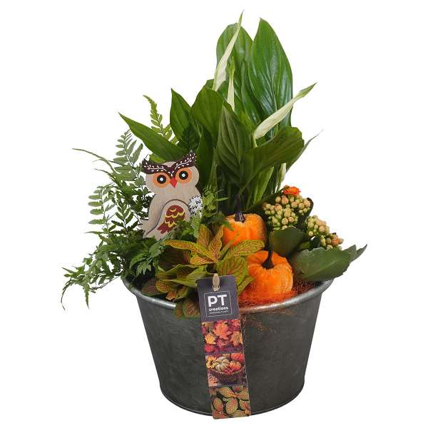 Picture of AUTUMN ARRANGEMENT INDOOR 04PP IN ZINC