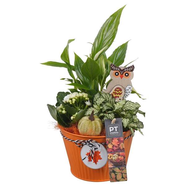 Picture of AUTUMN ARRANGEMENT INDOOR 03PP IN ZINC