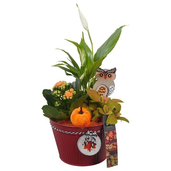 Picture of AUTUMN ARRANGEMENT INDOOR 03PP IN ZINC