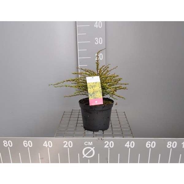 Picture of Berberis thun  golden dream
