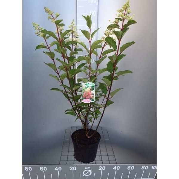 Picture of Hydrangea pan  pinky winky