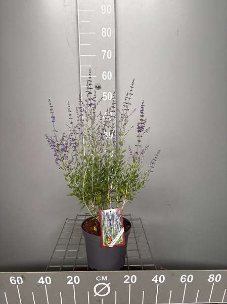 Picture of PEROVSKIA ATRIPLICIFOLIA LITTLE SPIRE