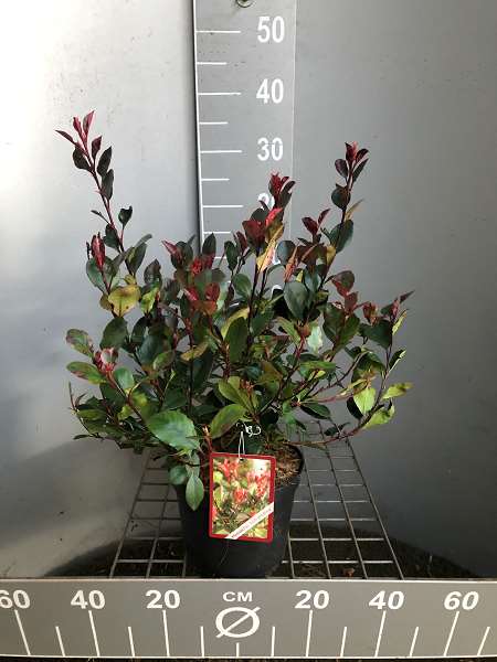 Picture of Photinia fraseri little red robin