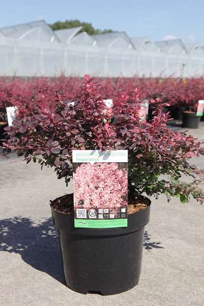 Picture of BERBERIS THUNBERGII INSPIRATION
