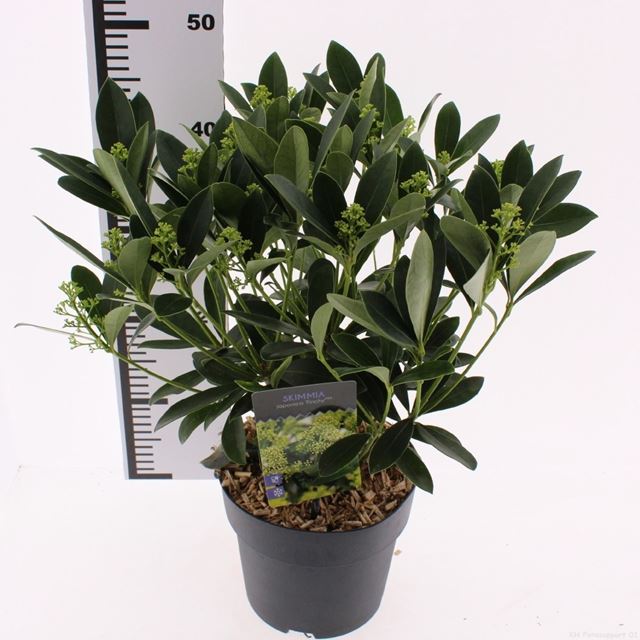Picture of Skimmia japonica finchy 20+fl