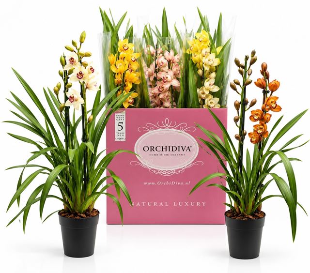 Picture of Cymbidium 02-stem mix