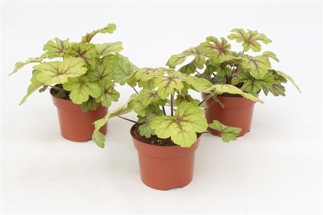 Picture of Heuchera alabama sunrise