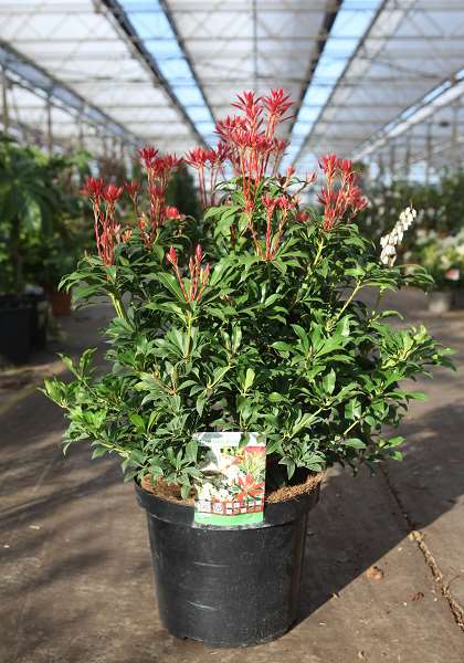 Picture of Pieris japonica passion