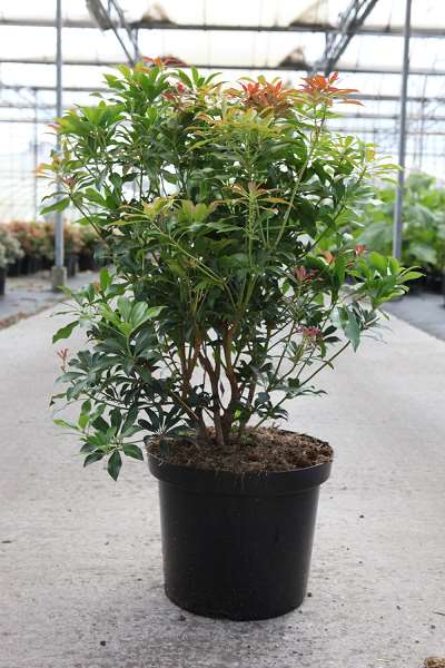 Picture of PIERIS JAPONICA PASSION