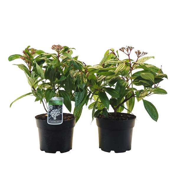 Picture of VIBURNUM DAVIDII  