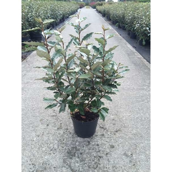 Picture of ELAEAGNUS EBBINGEI COMPACTA