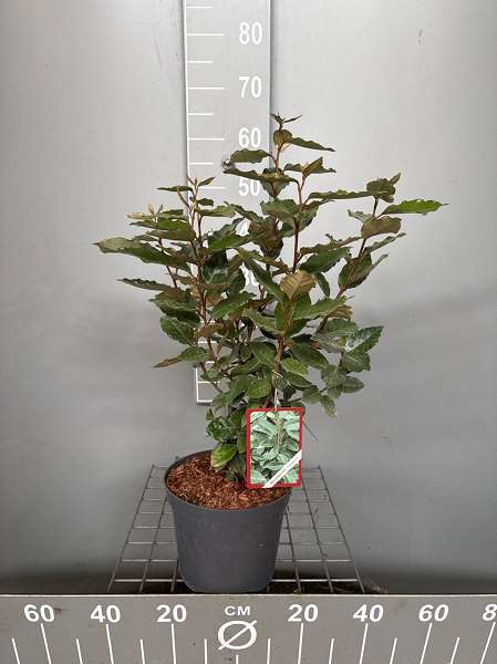 Picture of ELAEAGNUS EBBINGEI COMPACTA