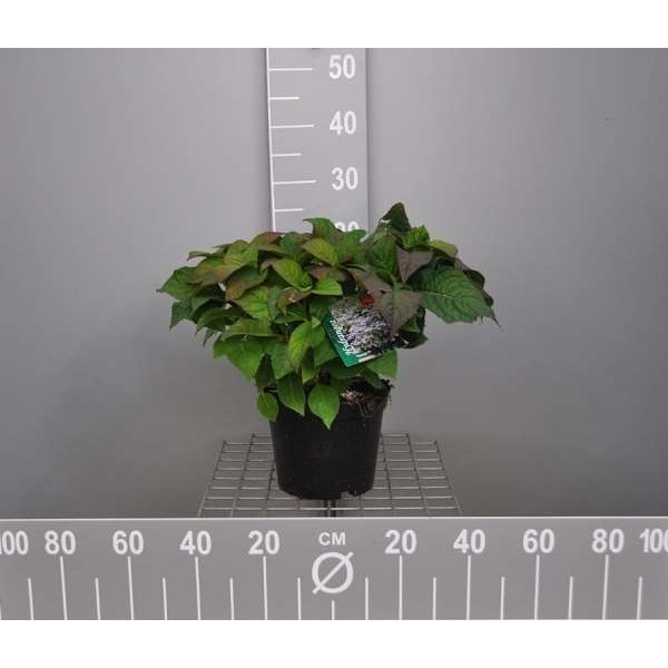 Picture of Hydrangea veerle
