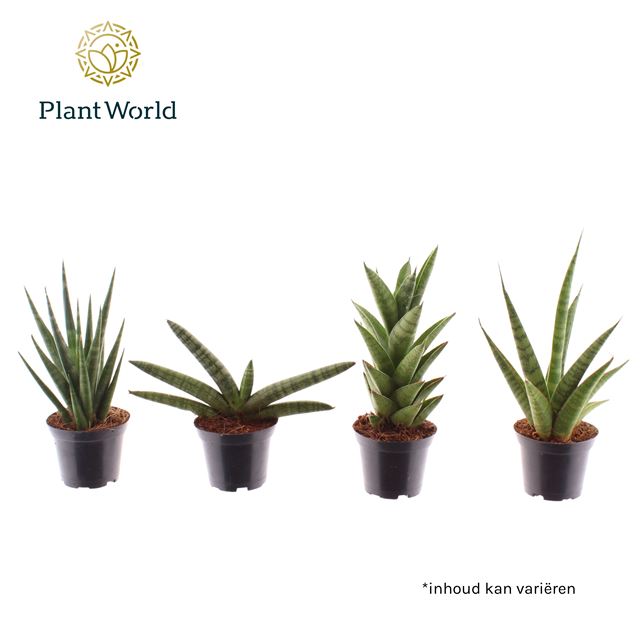 Picture of SANSEVIERIA TRIFASCIATA DWARF MIX