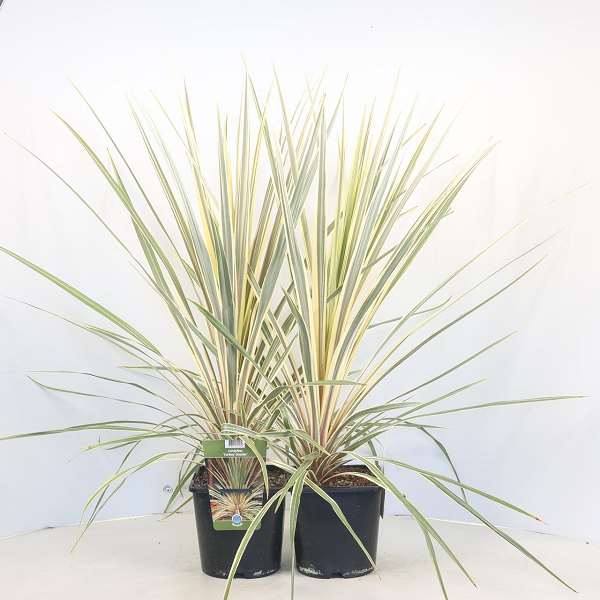 Picture of Cordyline australis torbay dazzler