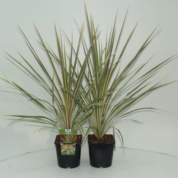 Picture of CORDYLINE AUSTRALIS TORBAY DAZZLER