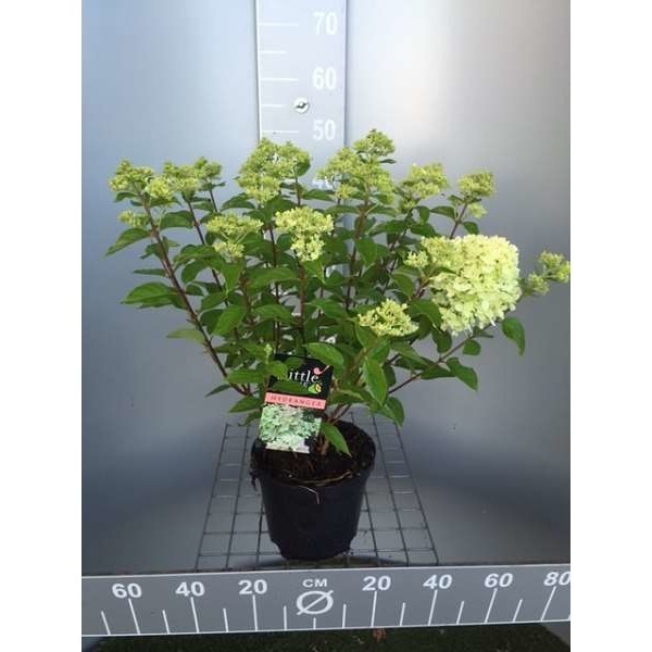 Picture of Hydrangea paniculata little lime