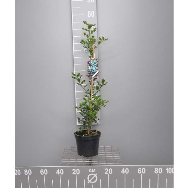 Picture of Ilex aquifolium
