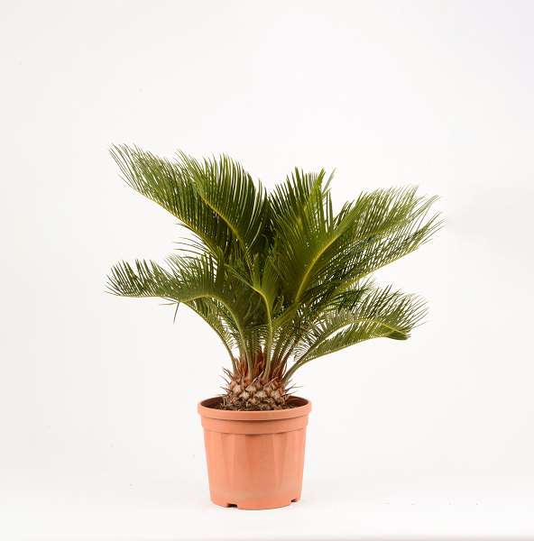 Picture of CYCAS REVOLUTA 21CM