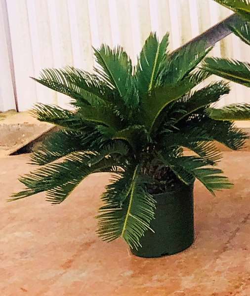 Picture of CYCAS REVOLUTA 22CM DIAM.12/14CM