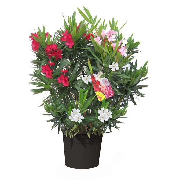 Picture of NERIUM OLEANDER CARNAVAL 33CM