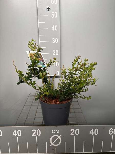 Picture of Berberis darwinii