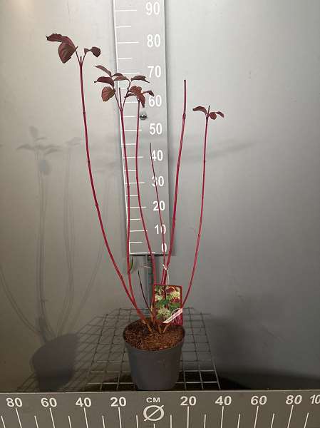 Picture of CORNUS ALBA SIBIRICA
